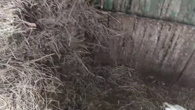 РАСКЛËВ ЯИЦ У КУР! ИЗБАВЛЯЕМСЯ РАЗ И НАВСЕГДА НА 100% смотреть онлайн