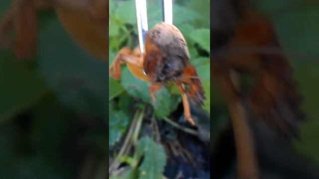 Страшный монстр медведка. Пожиратель картошки #1 смотреть онлайн