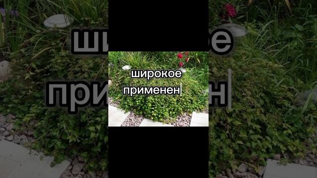 Стефанандра для вашего сада