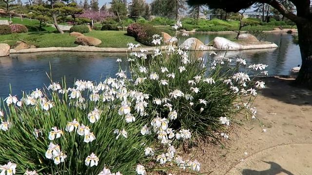 КАК МЫ ОКАЗАЛИСЬ В ЯПОНИИ? Цветение сакуры! | america vlog