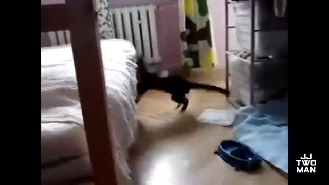 Прыжки Котов Ржачные Приколы смотреть онлайн
