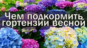ЧЕМ ПОДКОРМИТЬ ГОРТЕНЗИЮ
