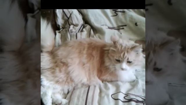 Кот болдеет на диване)под песню смотреть онлайн