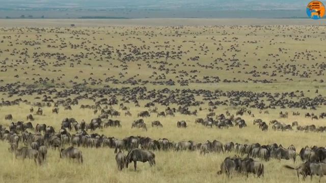 GNU: ANIMAL QUE PROMOVE UMA DAS MAIORES MARAVILHAS DA VIDA SELVAGEM! смотреть онлайн
