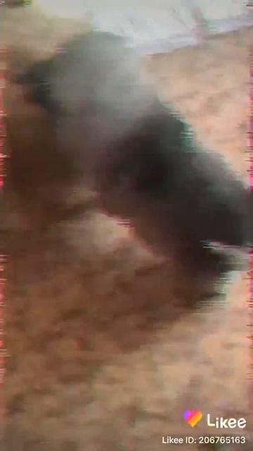 Бой маламута и шпица 😱 шпиц рвёт маламута! слабонервным не смотреть