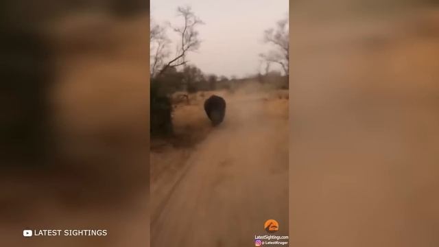 Моменты, Когда Животных Впервые Выпустили на Свободу смотреть онлайн
