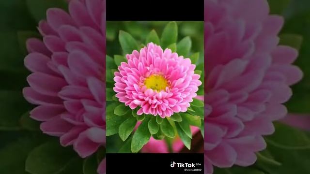 От сувенира к сувениру...))) Какая цветочная красота!!!! смотреть онлайн