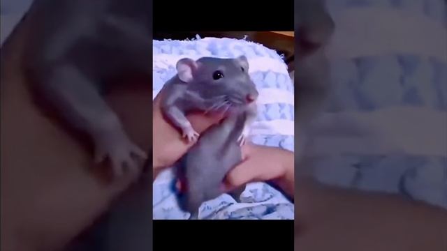БОЖЕ КАКИЕ ЖЕ ОНИ ПРИКОЛЬНЫЕ, РЖАЛ ВО ВСЮ. СМЕШНЫЕ ВИДЕО С ПИТОМЦАМИ смотреть онлайн