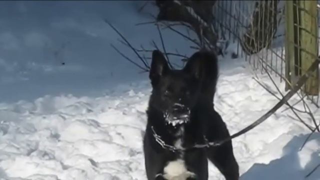 Бездомные собаки смотреть онлайн