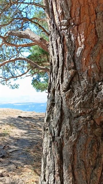 Кисловодск. По дороге на Малое Седло. Сосны в горах🔸 смотреть онлайн