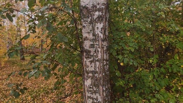 One plus 7 pro 1080 60 fps + Feiyu Tech G6 Plus video test (видео тест) #11 смотреть онлайн