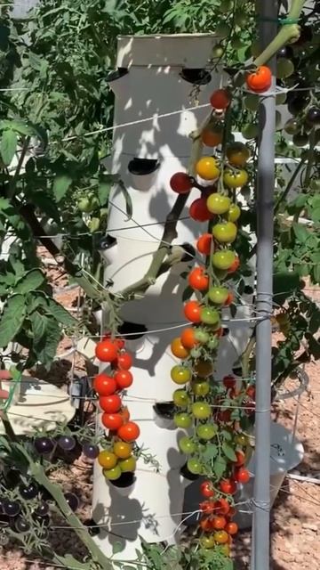 Vegetable Farm Green House Ep51 смотреть онлайн