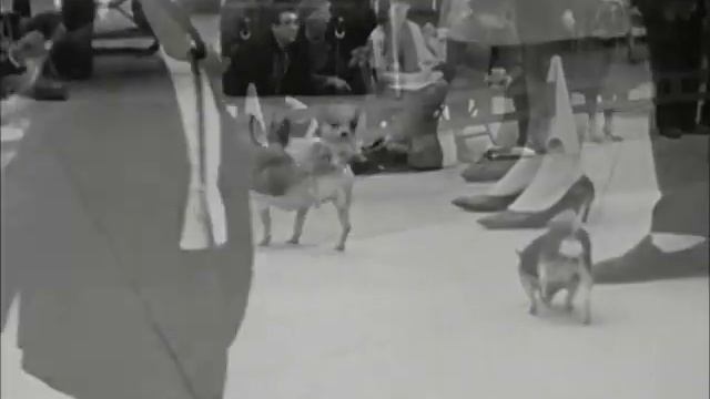 Выставка собак Чикаго 1964 смотреть онлайн