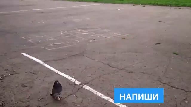 Голубь баскетболист робокоп (ПРИКОЛ) смотреть онлайн
