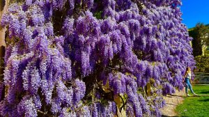 КРЫМ - ВЫ ТОЛЬКО ПОСМОТРИТЕ НА ЭТУ КРАСОТУ. Роскошная глициния и манящее море в Симеизе.