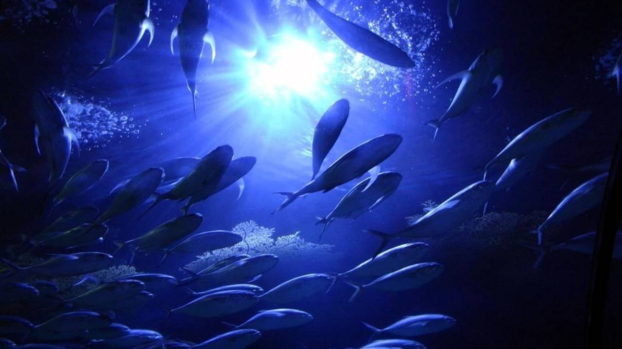 ТОП-10 самых необычных рыб Мирового океана смотреть онлайн