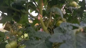 Томат серии гном ТАЙ ДАЙ ФРЕДА. Ярославская обл.