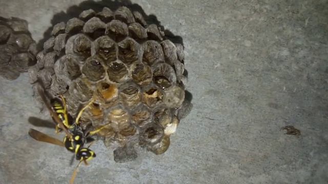 wasp attack, waspdefend the nest, osa atakuje broni gniazda смотреть онлайн