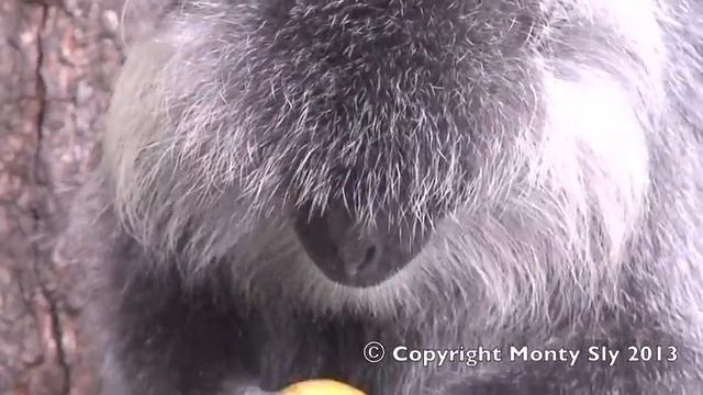 Silvered Langur in Laos смотреть онлайн