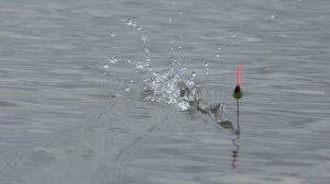 Дедовский метод ловли на поплавок