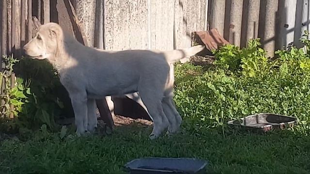 щенки алабая среднеазиатской овчарки из питомника Аз Марал продажа ватсап 89278137957 смотреть онлайн