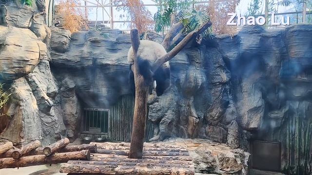 🐼 Панда лезет по дереву!  Baby Panda Climbing Tree 熊猫宝宝爬树