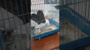 ярмарка голубей в г дзержинске