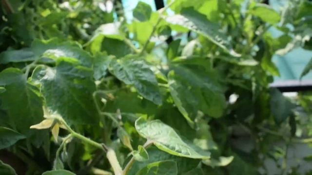 A complete guide to grow tomatoes / How to care for Tomato plant / Growing Tomatoes смотреть онлайн