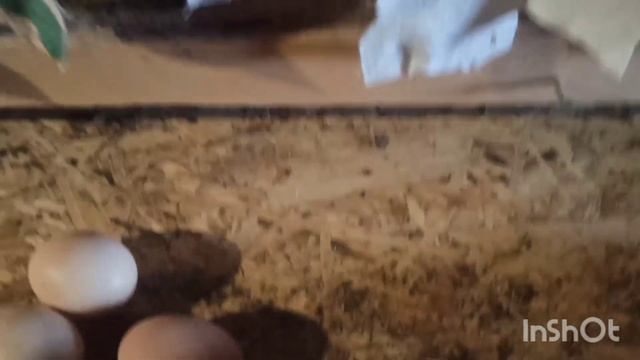 Куры больше не клюют яйца! Рассказываю секретный способ от птицевода, как отучить птицу клевать яйца смотреть онлайн