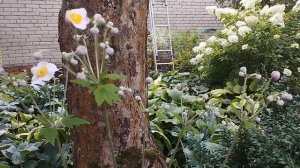 Анемона Японская