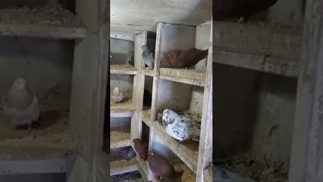 голуби, Перевальск смотреть онлайн