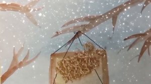 Мультфильм «Покормите птиц зимой»