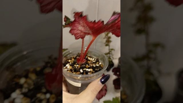 Обзор бегоний 6. смотреть онлайн