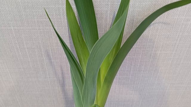 Мой опыт выгонки ирисов в зимнее время на весну. Что получилось? смотреть онлайн