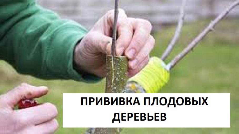 ДВА ПРОСТЫХ СПОСОБА ПРИВИВКИ ПЛОДОВЫХ ДЕРЕВЬЕВ. Прививка плодовых деревьев в расщеп и за кору.