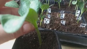 Особенности прививки арбузов, дынь  "язычком"