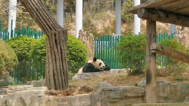 Большая панда в Dalian Forest Zoo (г. Далянь)