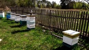 Пчеловождение в ульях Роже Делона ч 1