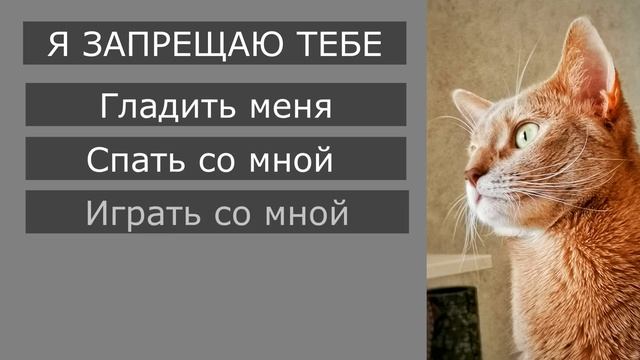 Хитрый кот и его хозяин. Смешная переписка кота и его приколы. Смешной кот КотДзен смотреть онлайн