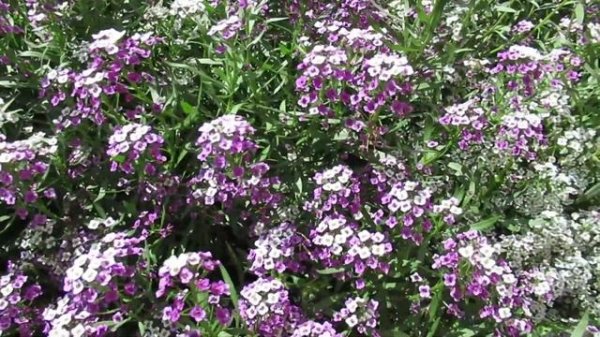 Алиссум выращивание в бордюре клумбы  для пышной цветочной окантовки  #алиссум