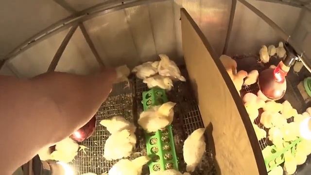 Выращиваем бройлеров. Первые 14 суток, график кормления, динамика роста, пропойка смотреть онлайн