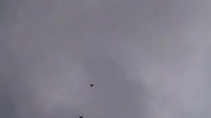 БК торцовые голуби Семченкова А.(с ястребом)