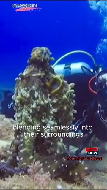 Discover the Octopus' Amazing Bulbous Head #octupos #Comouflage #marinelife #cephalopod #underwater смотреть онлайн