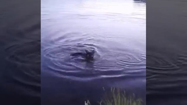 Собака, которая боится воды из под крана. Но речка это. ... смотреть онлайн