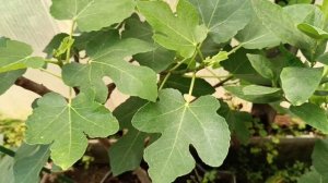 Какие сорта инжира подходят для комнатного выращивания