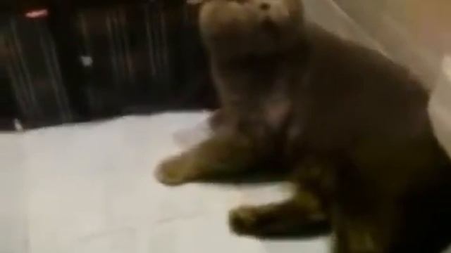 прикол злой кот 2016 смотреть онлайн