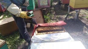 Постановка второго корпуса 10 рамочным ульям,Злая семья,Пчеловодство,Beekeeping