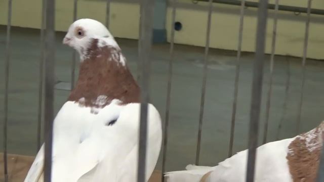 Pigeons / Tauben / Голуби / Germany /26.11. 2017 / Выставка голубей : Cloppenburg смотреть онлайн