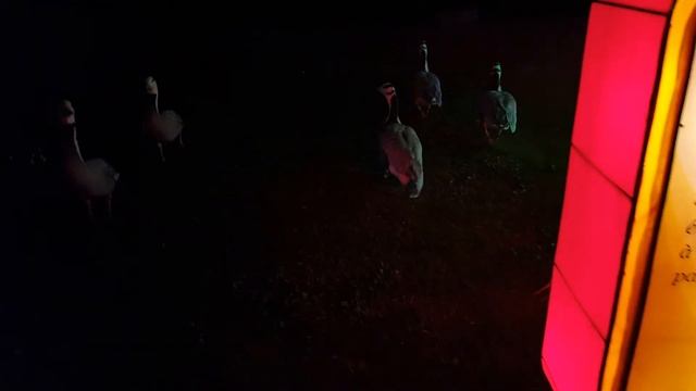 Фестиваль китайских фонарей. Ницца. смотреть онлайн