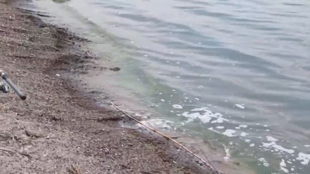 .Змеиный патруль на открытии сезона рыбалки.Озеро Мандра Болгария. смотреть онлайн